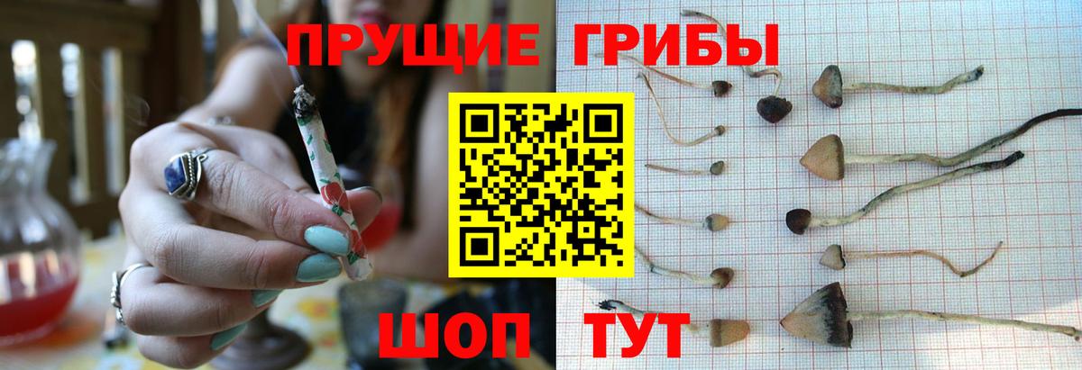 Фурманов  Псилоцибиновые грибы мицелий  Вход с VPN  Псилоцибиновые грибы GOLDEN TEACHER 
